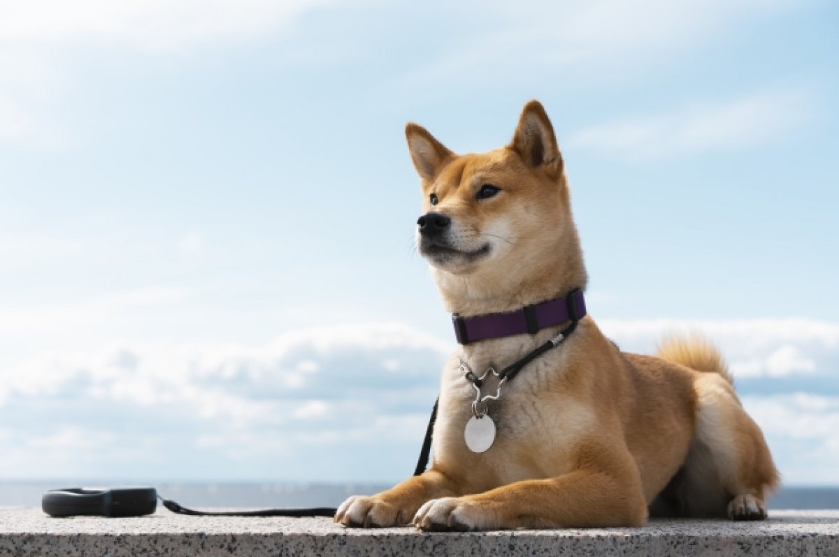    Томичка стала жертвой мошенников при попытке купить щенка