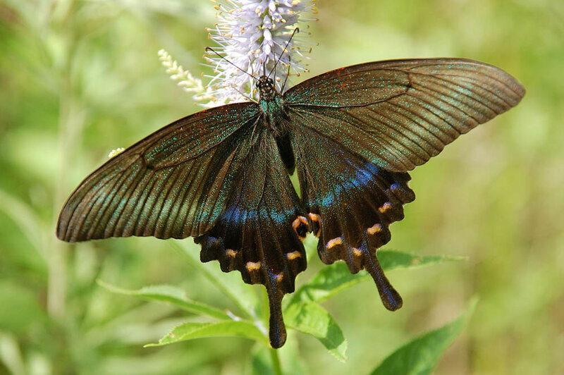 Парусник Маака самка