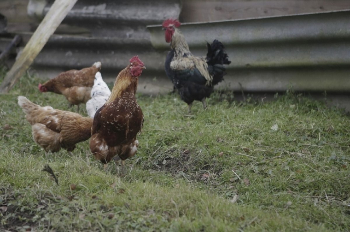    Птицефабрика «Зеленецкая» сожжет тушки погибшей птицы