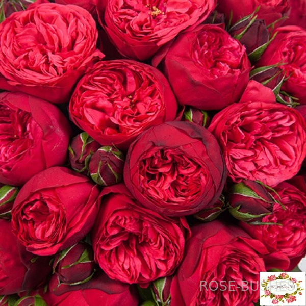 Ред Пиано. Red Piano (ЧГ, ром.)