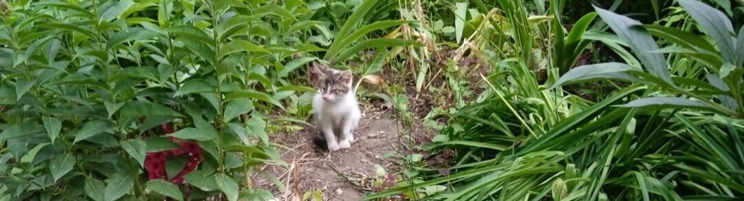 Цветочек в клумбе, сидит после дождя