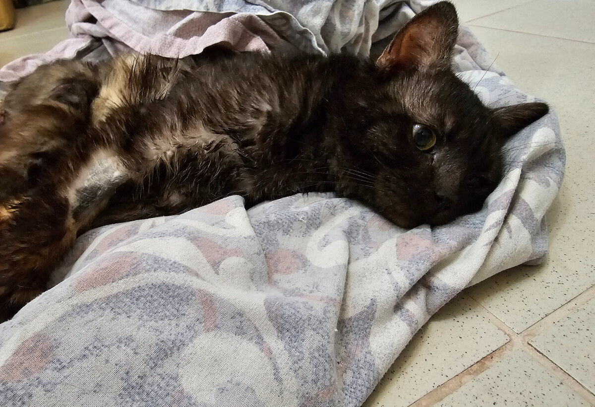 Толика привезли ко мне