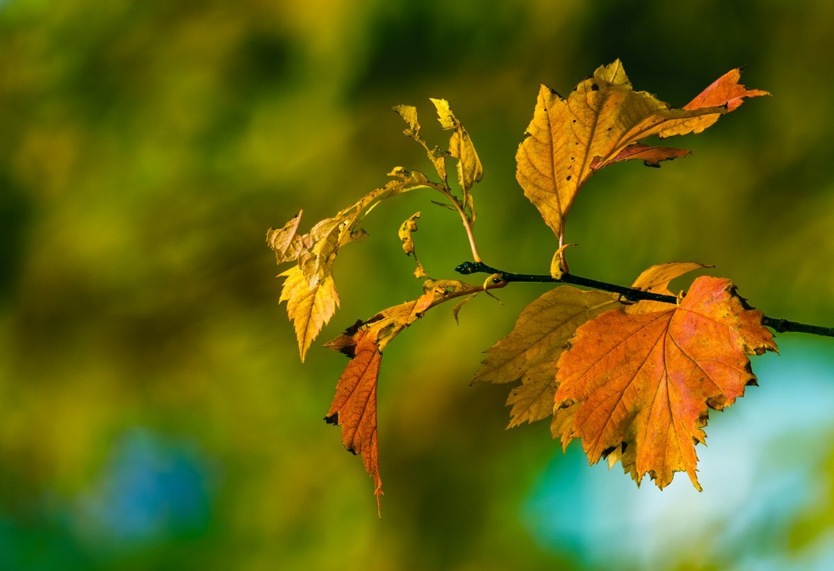    Кратковременные дожди пройдут в Псковской области 12 октября