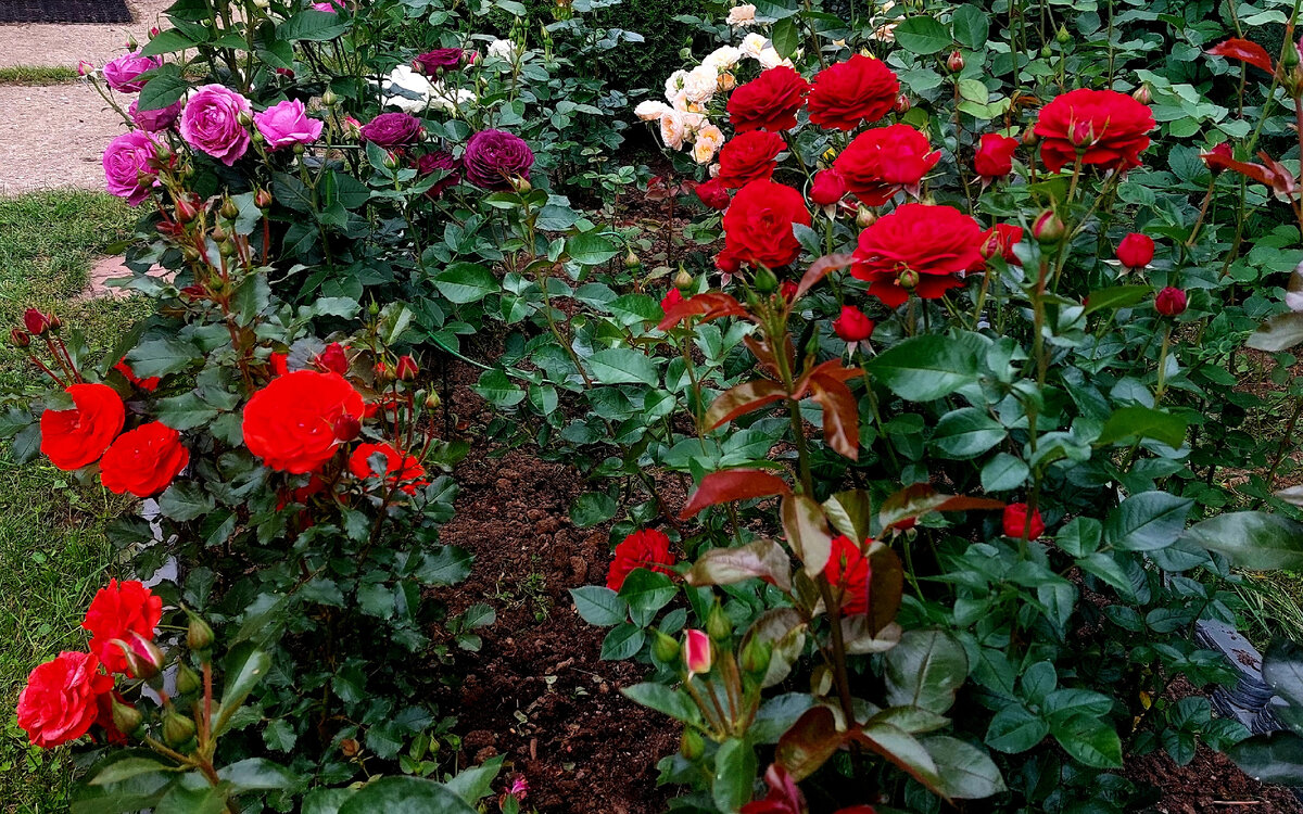 Слева красная - Ремембранс. Справа красная - Бордо. Флорибунды