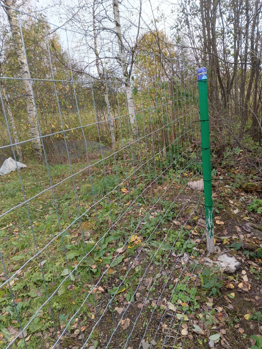 фото автора, забор установлен соседями. Если приглядеться, возле березы вбита труба, это граница нашего участка