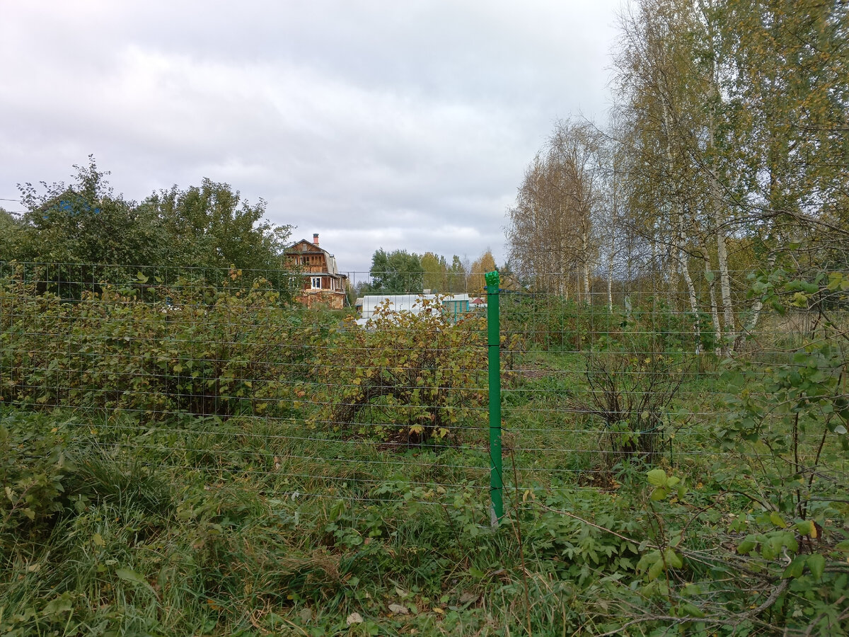 фото автора, забор с соседями