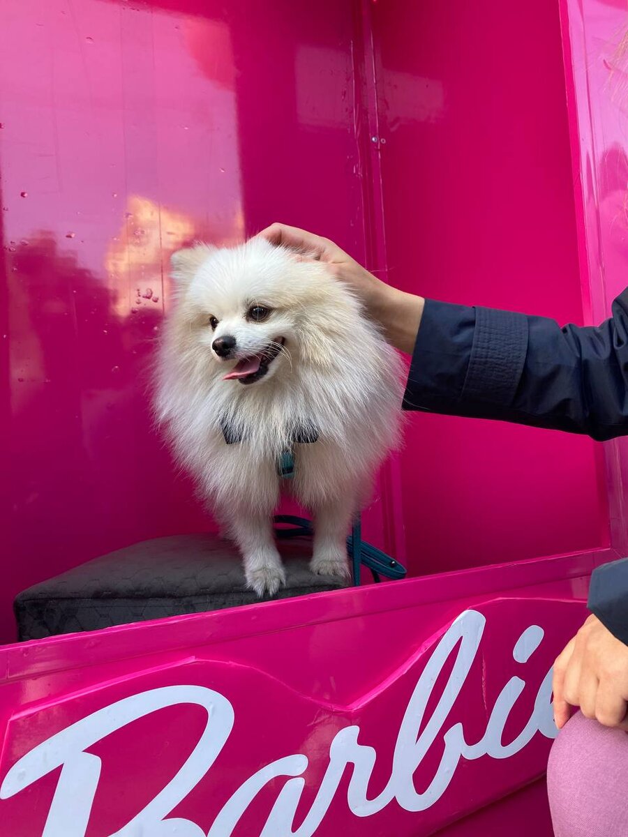 Бонди померанец по всем стандартам РКФ