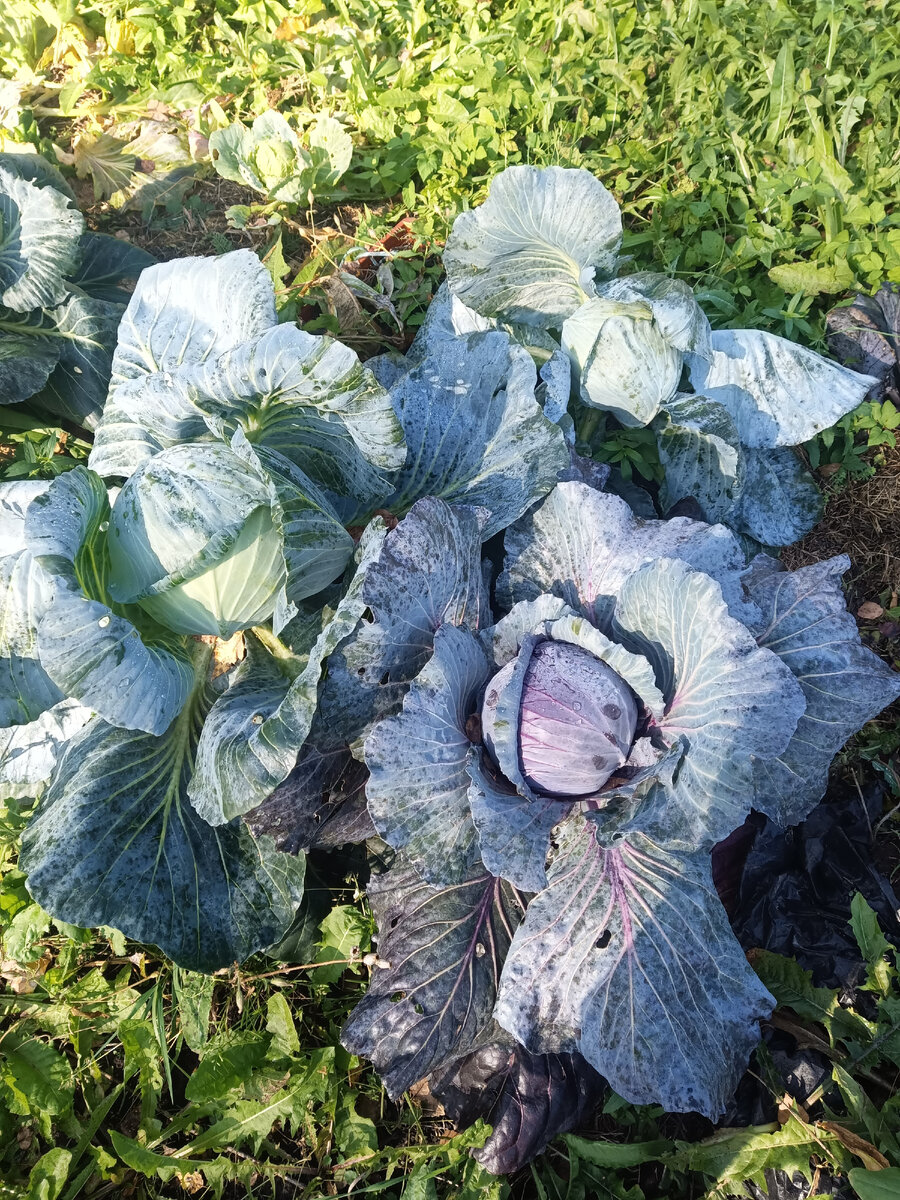 Капуста 2023. Зимняя сорт Надежда. 