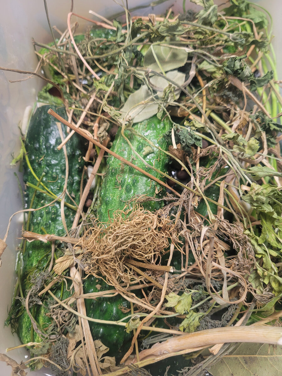 Фото автора .Малосольные огурчики!