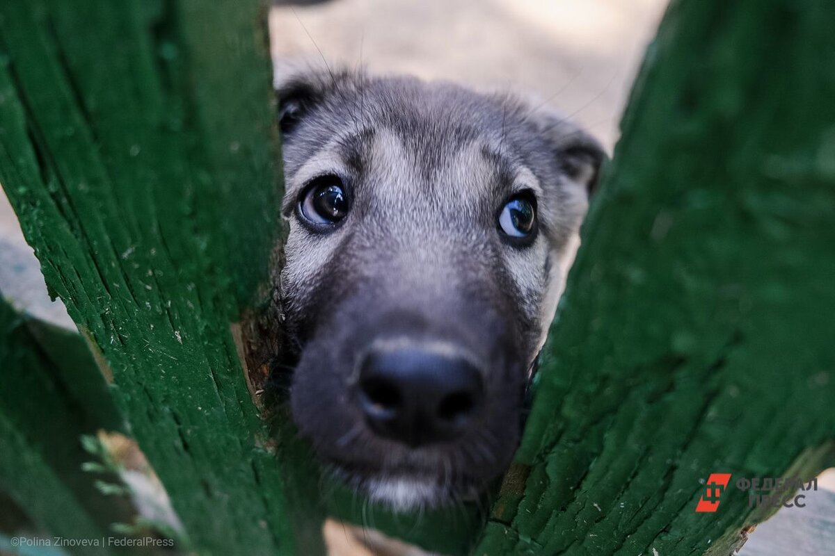 В Среднеуральске щенков обрекли на верную смерть.  Фото: Полина Зиновьева