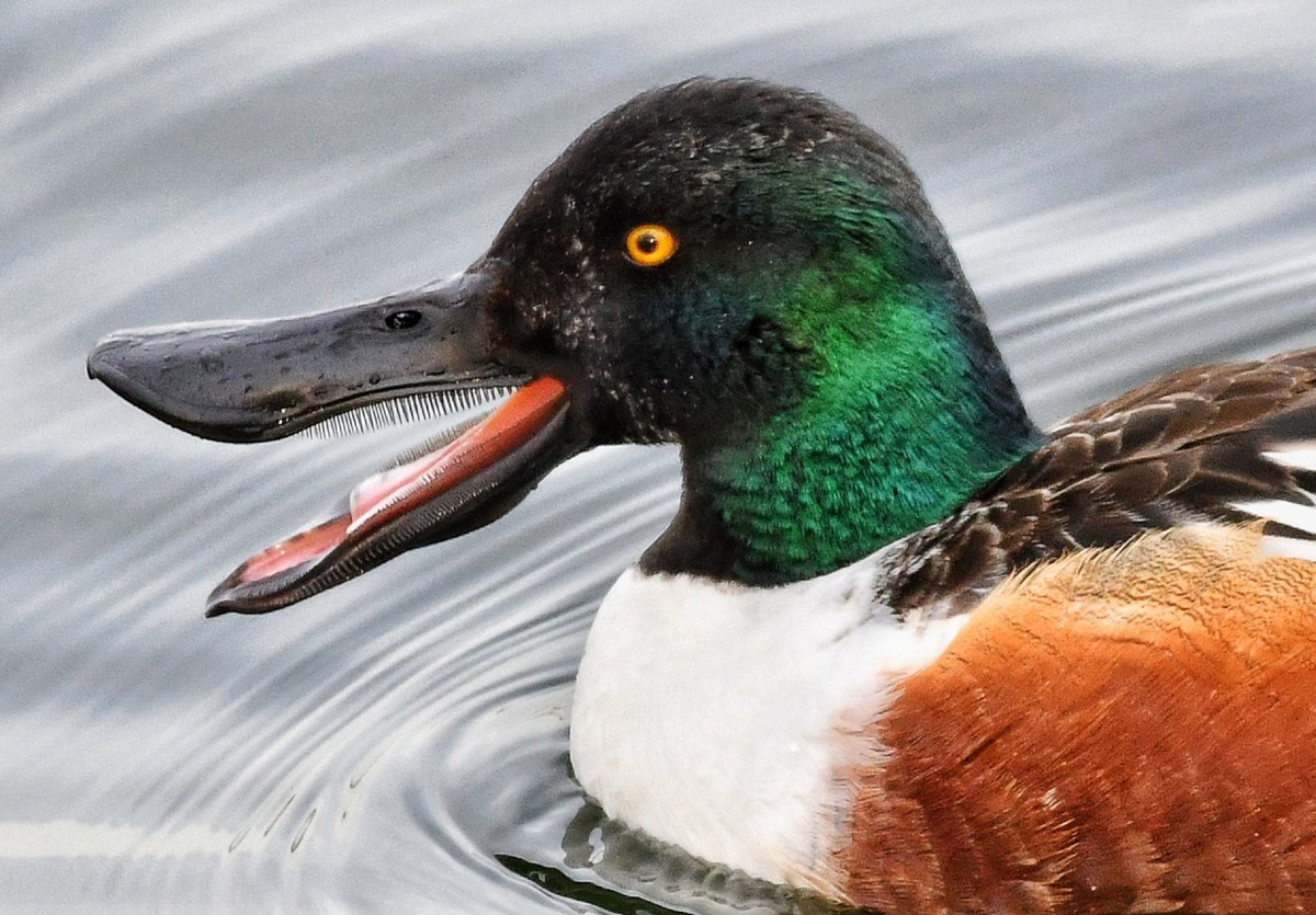 картинка стащена из сети, автора найти не смогла