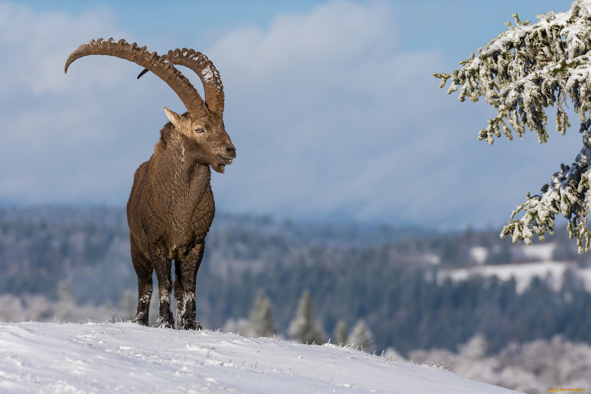 Животные горного алтая фото