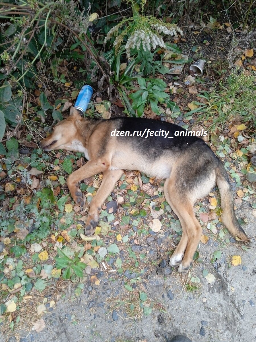 фотка сделана мужчиной, который шел в гараж 