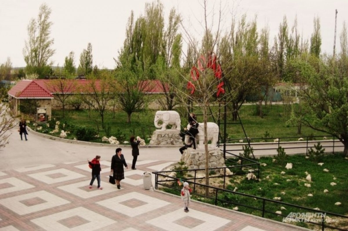    В Крыму пытаются спасти четырехмесячного львенка из Мелитополя