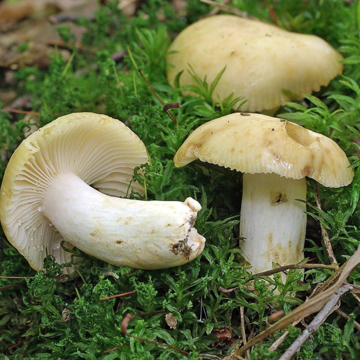 Сыроежка съедобная. Сыроежка валуевидная. Сыроежка валуевидная Russula farinipes. Сыроежка съедобный гриб. Сыроежка гладкокожая.