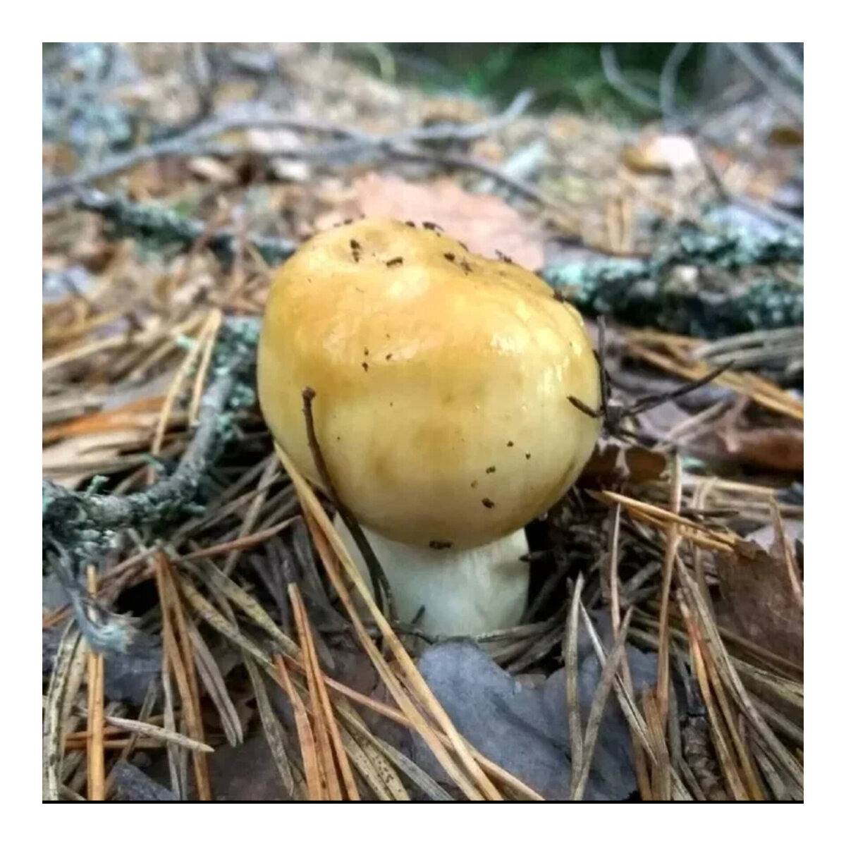 Валуи грибы фото. Валуй (Russula Foetens). Валуи.кубышка. Валуй (гриб). Гриб кульбик.