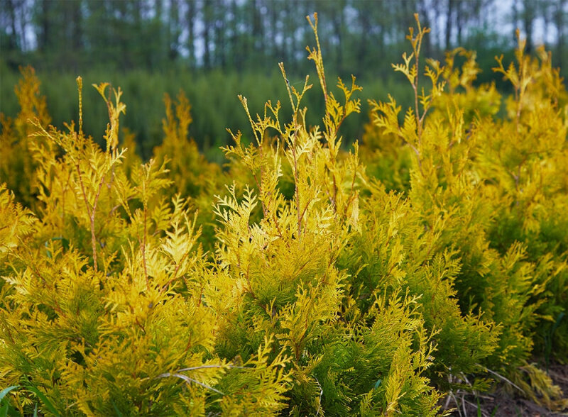 Оглавление