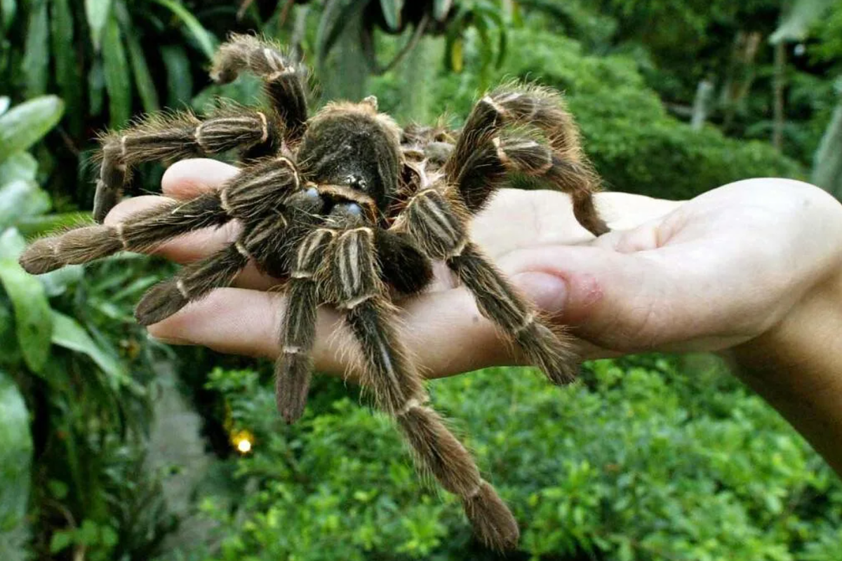 Largest spiders. Тарантул птицеед Голиаф. Австралийский паук птицеед. Австралийский Тарантул птицеед. Австралийский Тарантул (Australian Tarantulas, Phlogius crassipes).