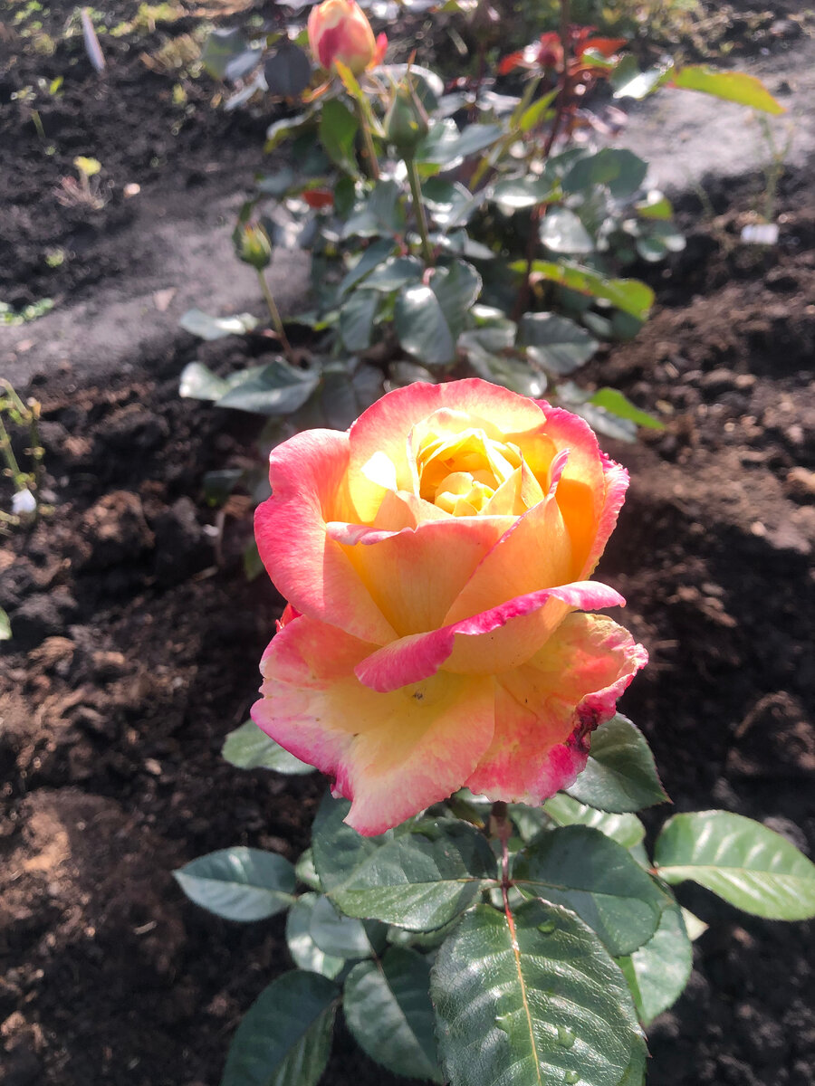 роза Восточный Экспресс, фото автора.