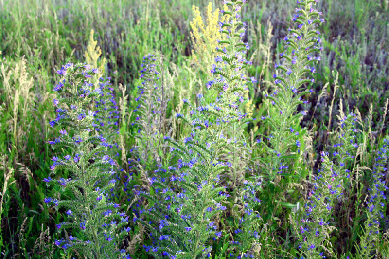 У нас в России, однако, луговых трав достаточно. (фото автора)