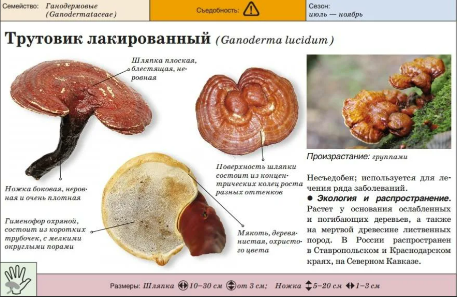 Масло Линчжи - купить в интернет-аптеке OZON по выгодной цене