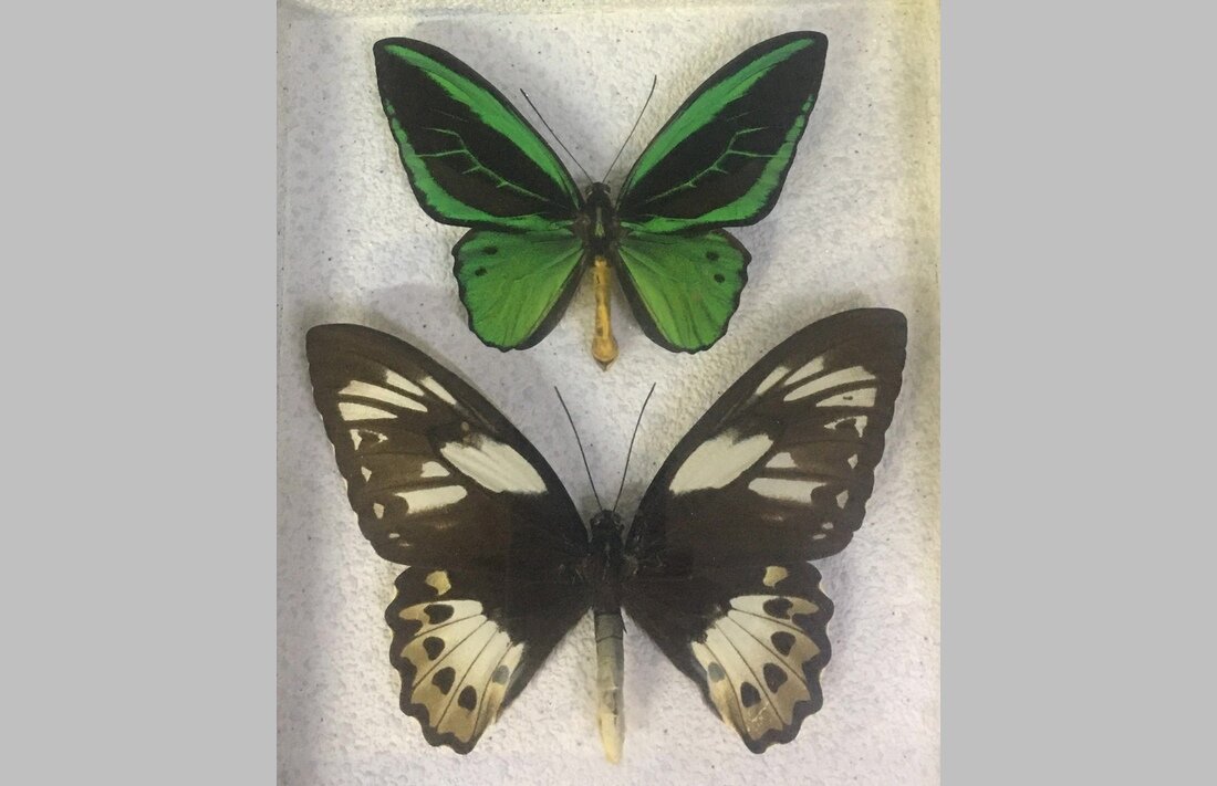    В Шую привезли найденные на Рубском озере белокурые парусники