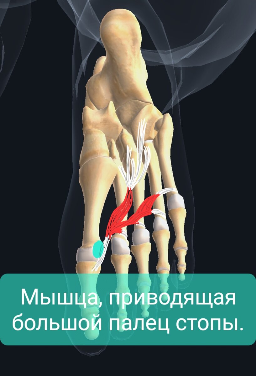 Мышца, приводящая большой палец стопы. | Заметки спортивного врача. | Дзен