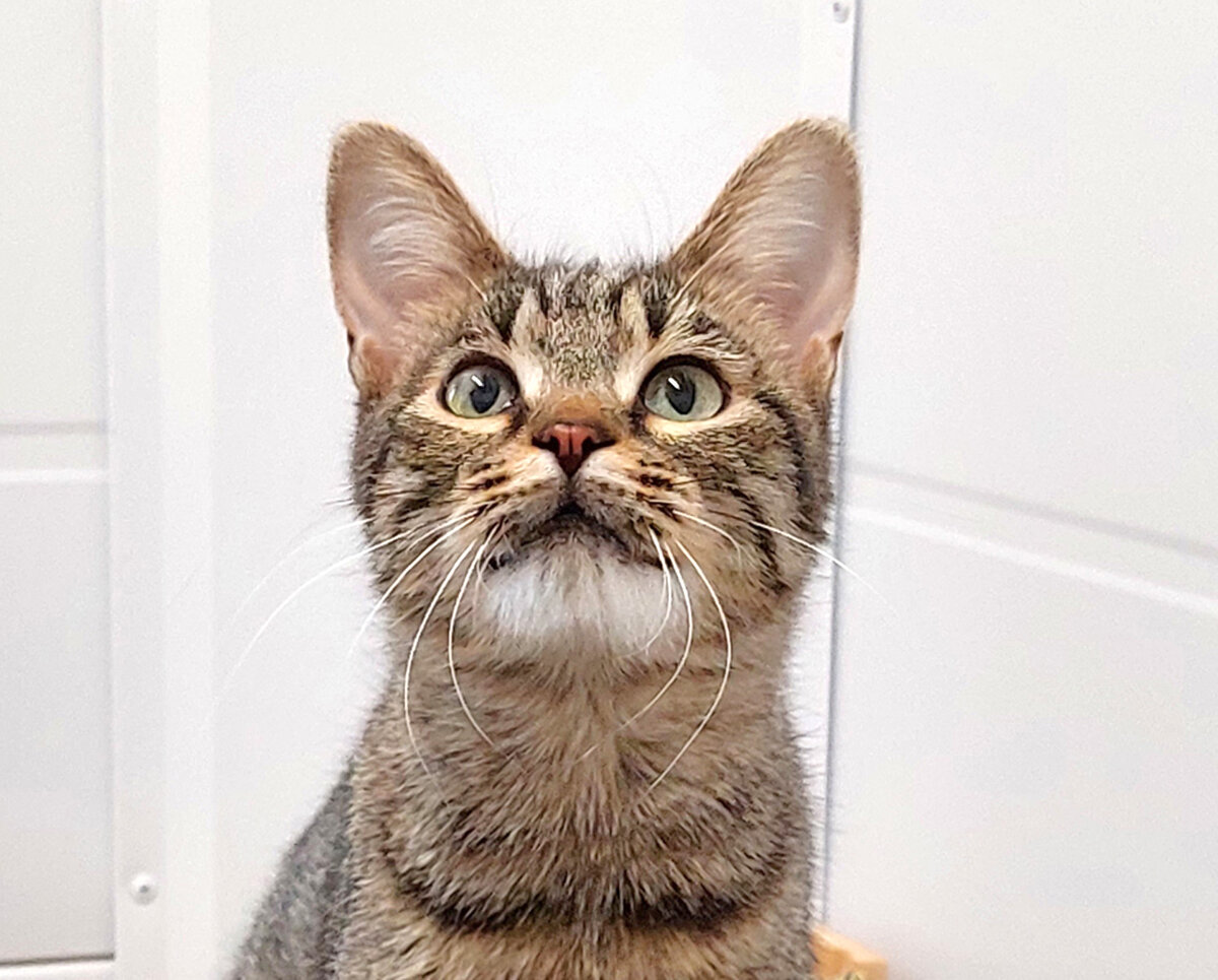 Кошка в приюте "Пушистый друг". Фото автора.