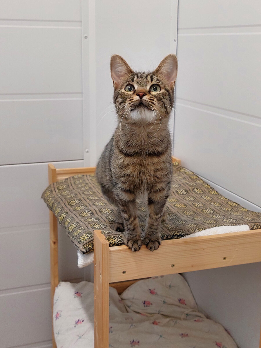 Кошка в приюте "Пушистый друг". Фото автора.