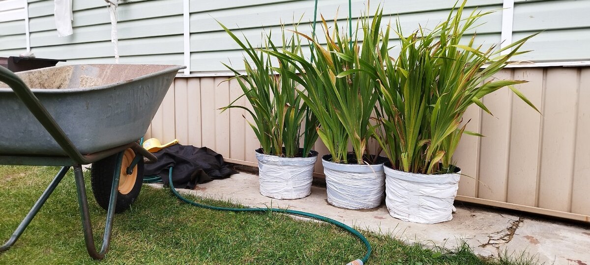 В таком виде были гладиолусы перед уборкой. Листья только начали желтеть.