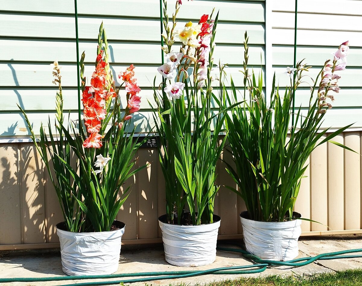 В принципе, не плохо. Только ацидантера так и не оправилась после нападения трипсов и, с трудом, выдала всего несколько скрюченных цветов.