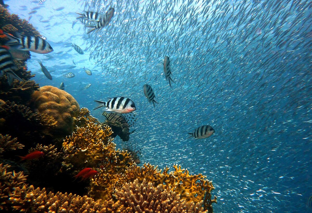 Pixabay