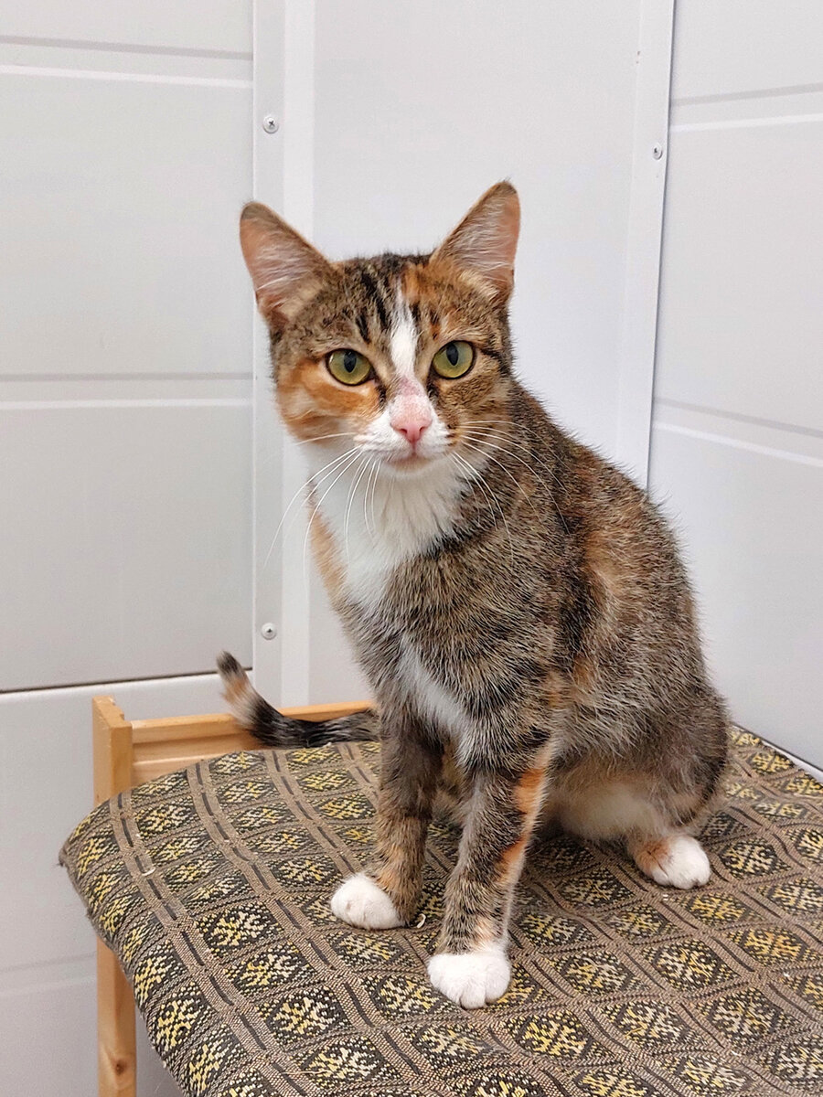 Марика в приюте "Пушистый друг". Фото автора.