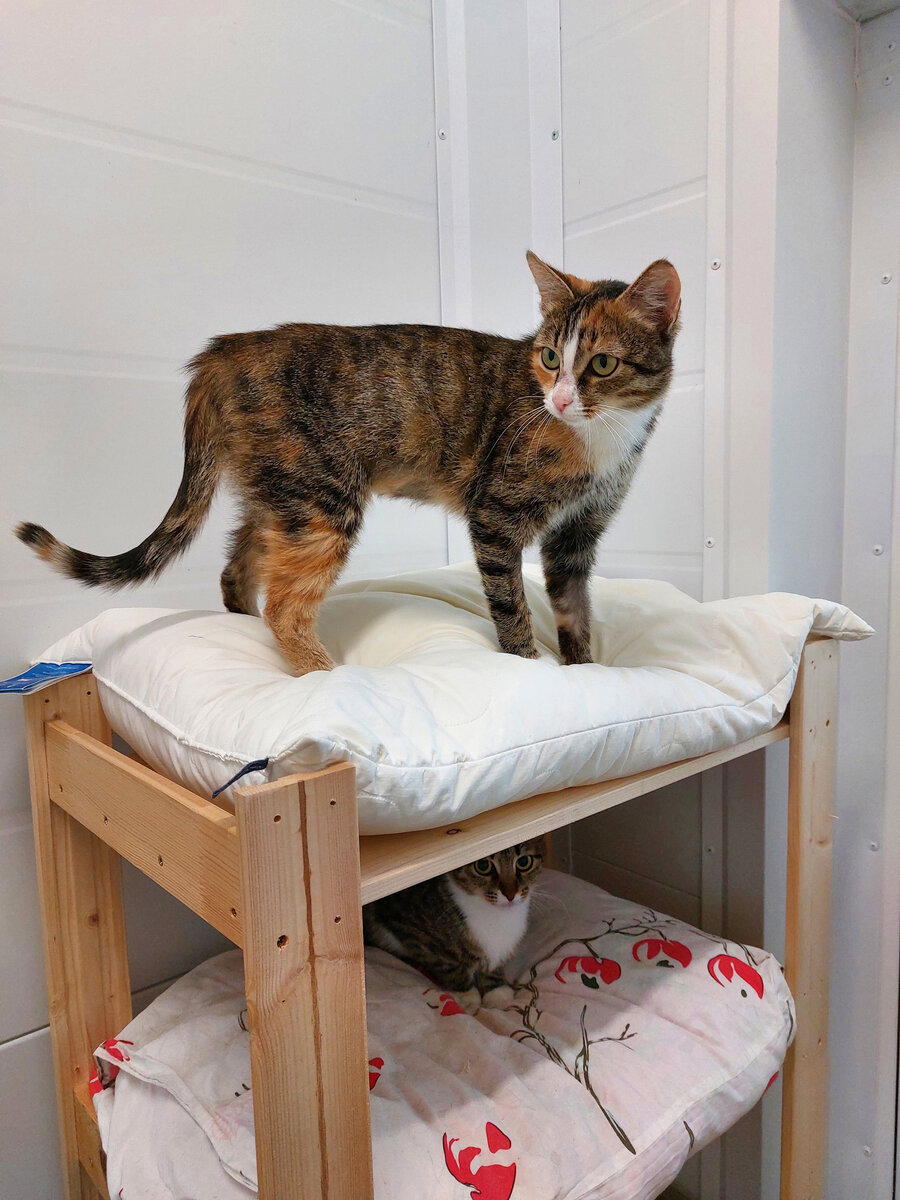 Марика в приюте "Пушистый друг". Фото автора.