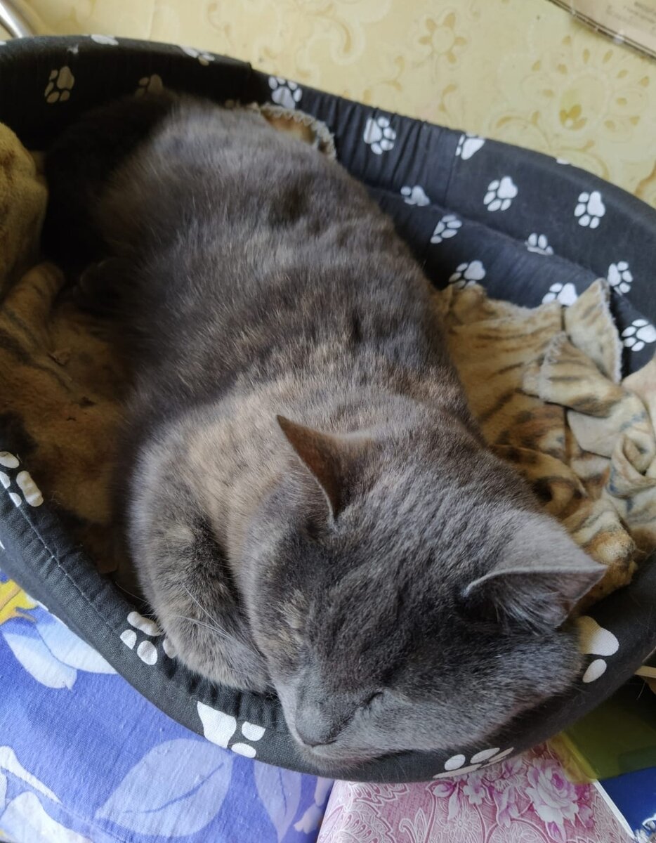 Маркоша спит и ей снится лето