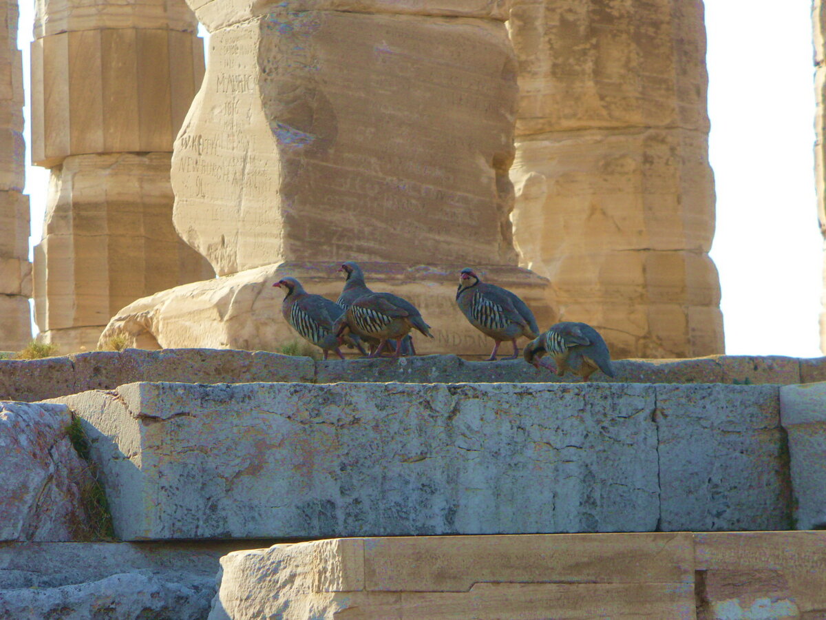 Храм Посейдона, Аттика. Фото автора