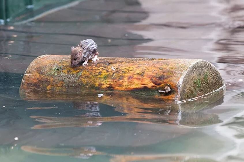Бревна плавают в воде фото Расселение на естественных плотах: Вероятность Есть мнение Дзен