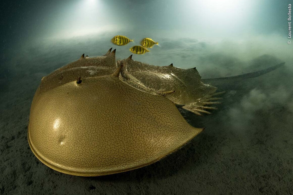    Фото: Здесь и далее: Wildlife Photographer of the Year