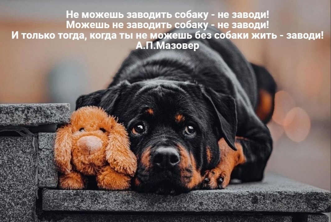 из свободного доступа