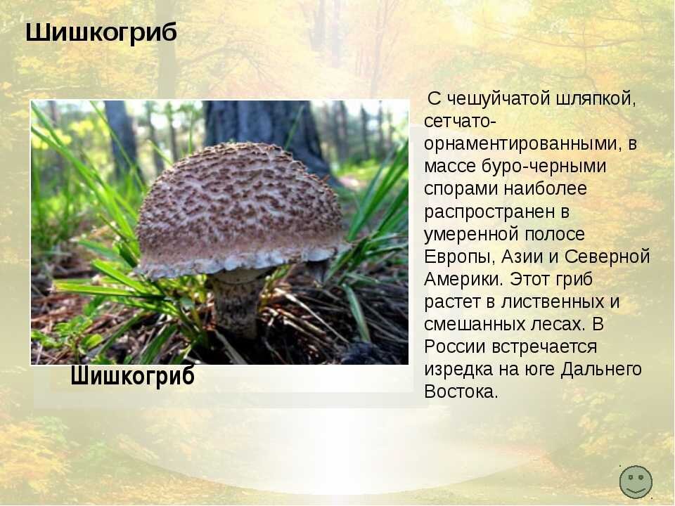  С 12 октября 2023 года в России вводится ответственность за сбор грибов, занесенных в Красную книгу: До сих пор в статье 8.