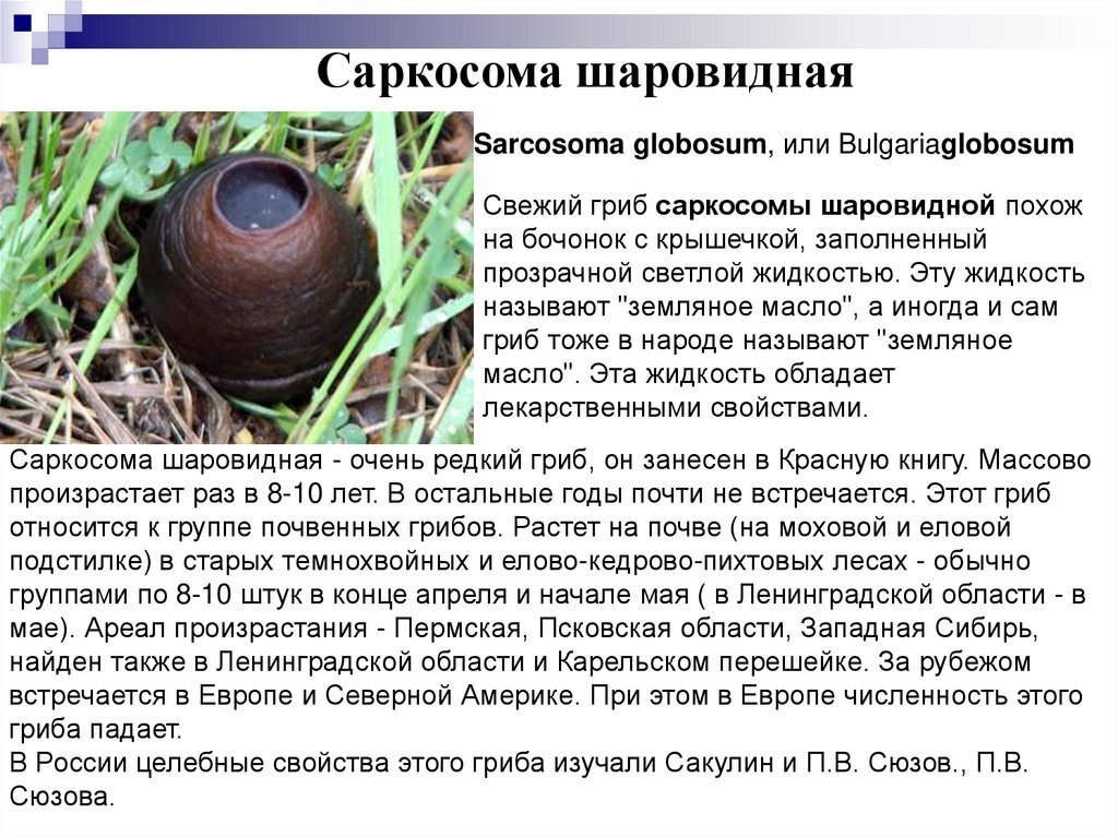 Саркосома шаровидная Sarcosoma globosum. Саркосома шаровидная гриб. Саркосома шаровидная красная книга. Саркосома шаровидная гриб красная книга.