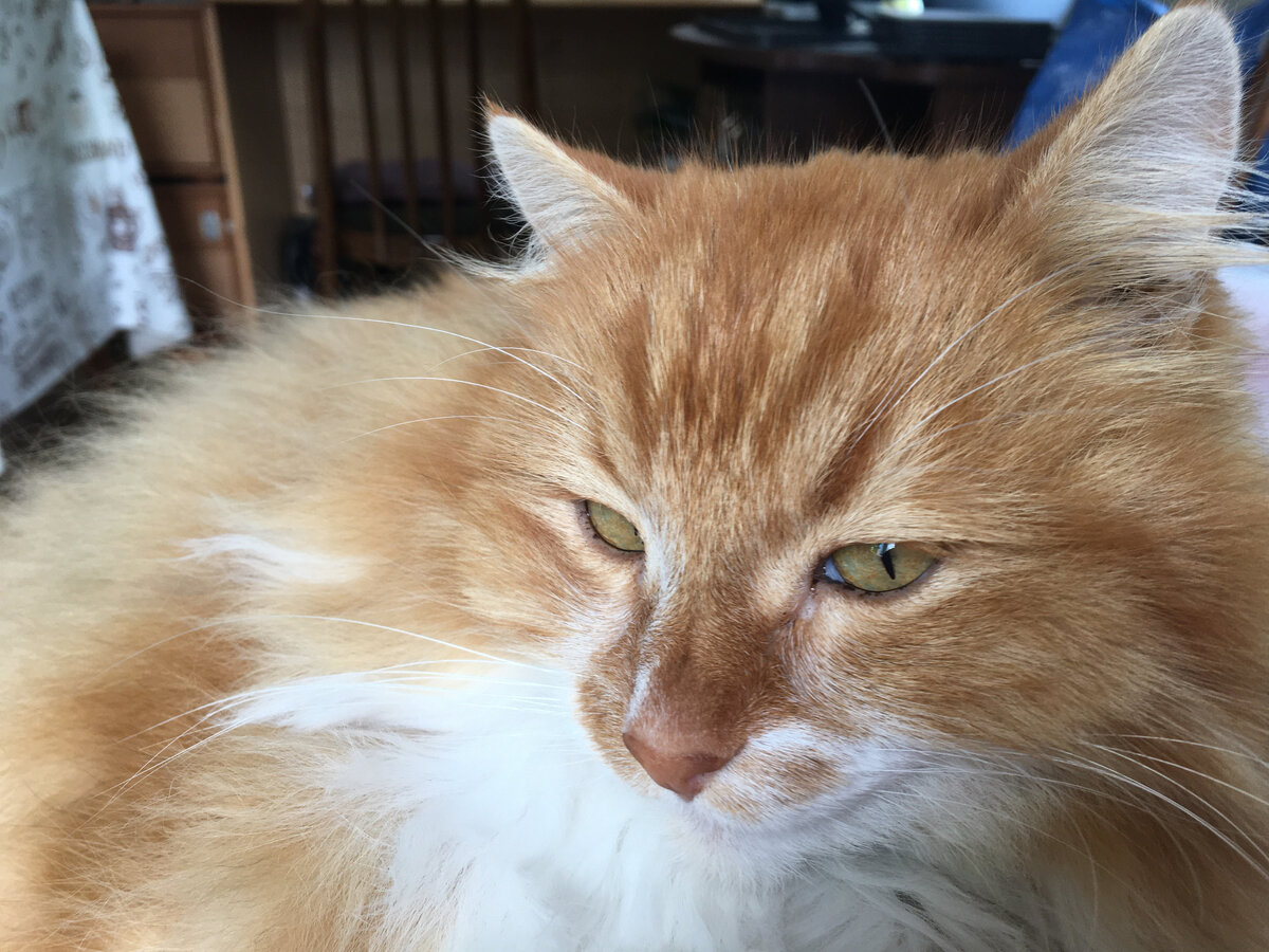 Беша. Фото автора