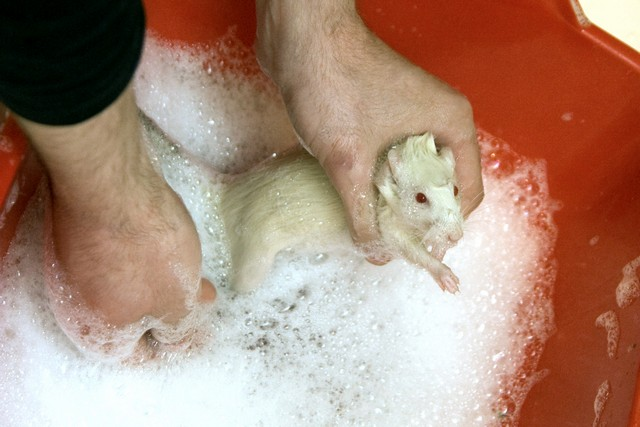 Мышь купается. Хомяк купается в воде. Крыса домашняя купается. Можно мыть мышей