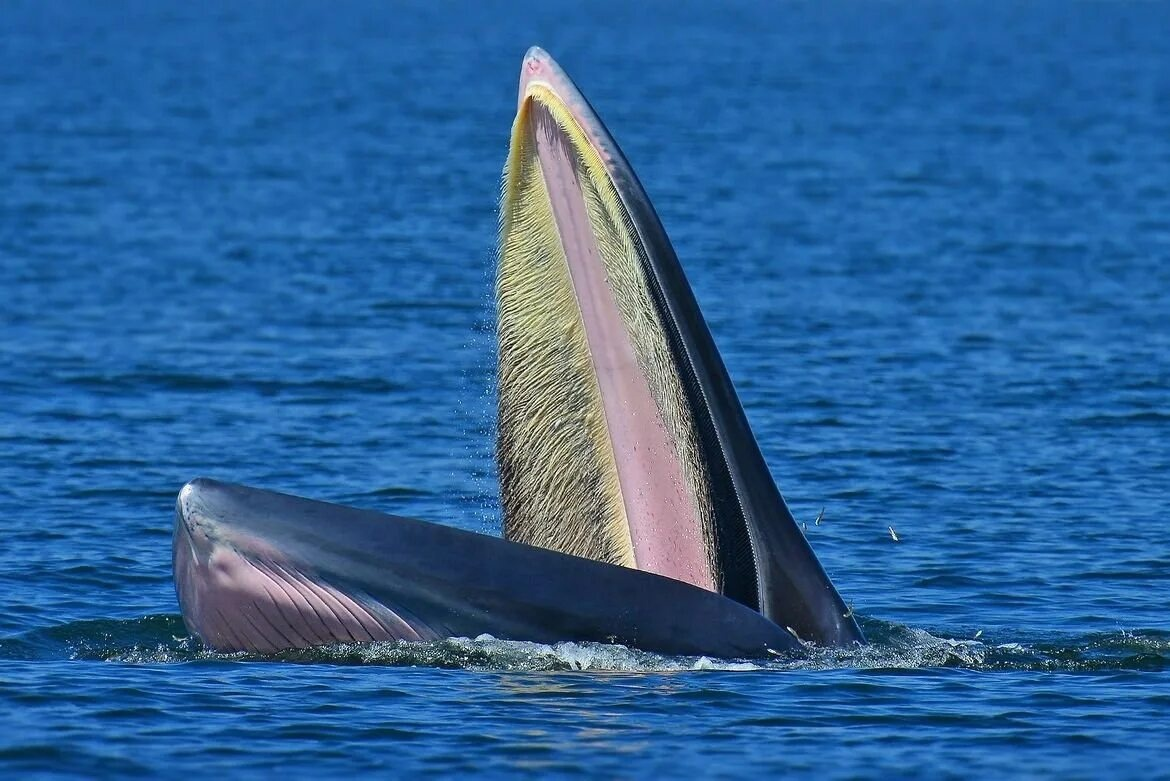 По усам стекло и в рот попало! 