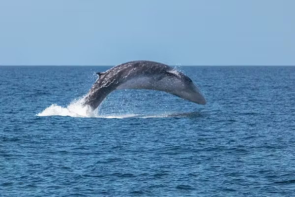 — Саня, ты гигантский кит весом в несколько десятков тонн. Прекрати дурачиться! — Ничего не знаю, я дельфинчик! 