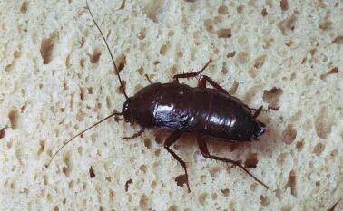 Если вы устали бороться с тараканами магазинными средствами, попробуйте в деле народный способ «сладкие шарики». Он работает лучше большинства промышленных приманок. Насекомые исчезают уже через несколько часовВсе просто. Начните подготовку за час до сна. Сварите густую манную кашу: нужно 2-3 ложки. Разбавьте ее небольшим количеством сладкого чая. Добавьте сюда же порошок тетрабората натрия. Хорошо все перемешайте и скатайте из получившегося теста мелкие шарики.Разложите сладкое угощение по кухне, уделяя особое внимание темным углам. И ложитесь в кровать. Тараканы будут пировать всю ночь. Съедят всю приманку, но за добавкой не придут. Так как не смогут переварить даже первую порцию.