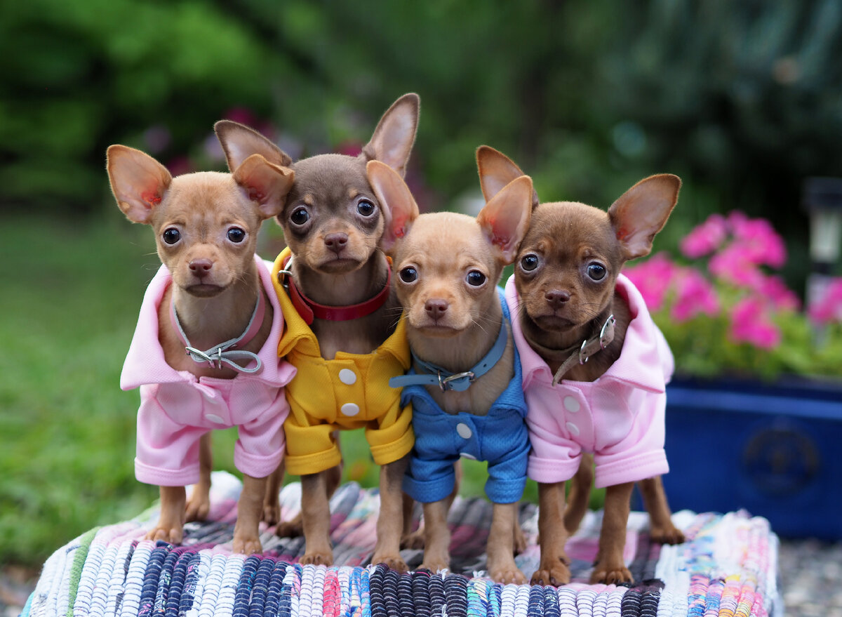 Собаки питомника Блуберри Найтс, заводчик Анна Дугина