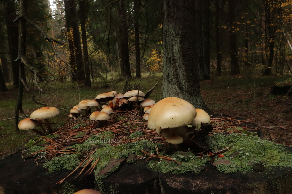 Красивое? (фото И.Лебединского)