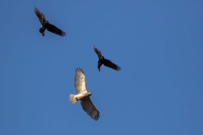 Вороны преследуют краснорожего ястреба
