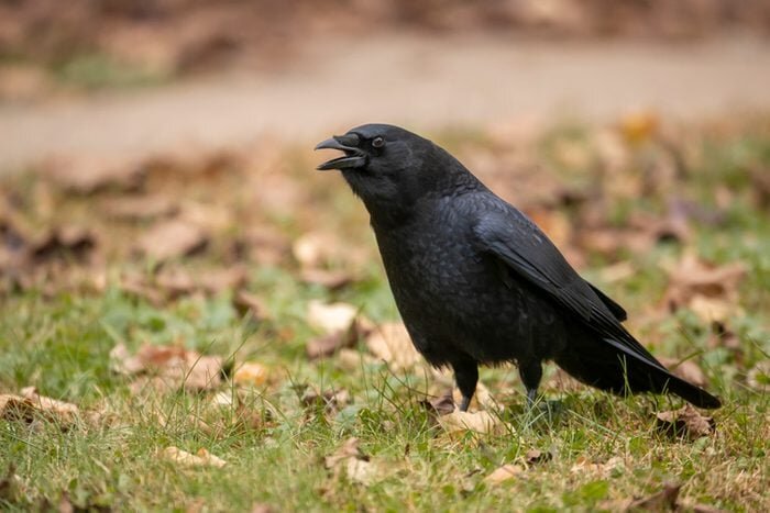 Американские вороны нападут на ястреба